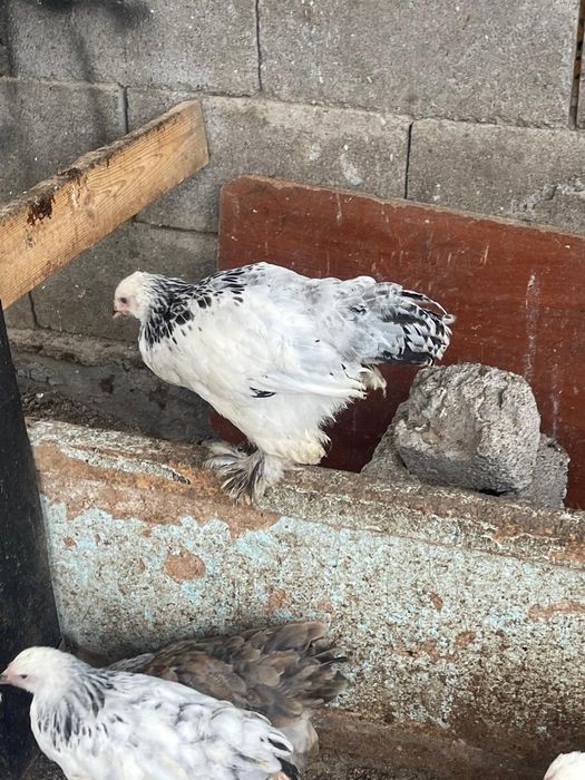 Продаётся цеплёнки породы Брама
