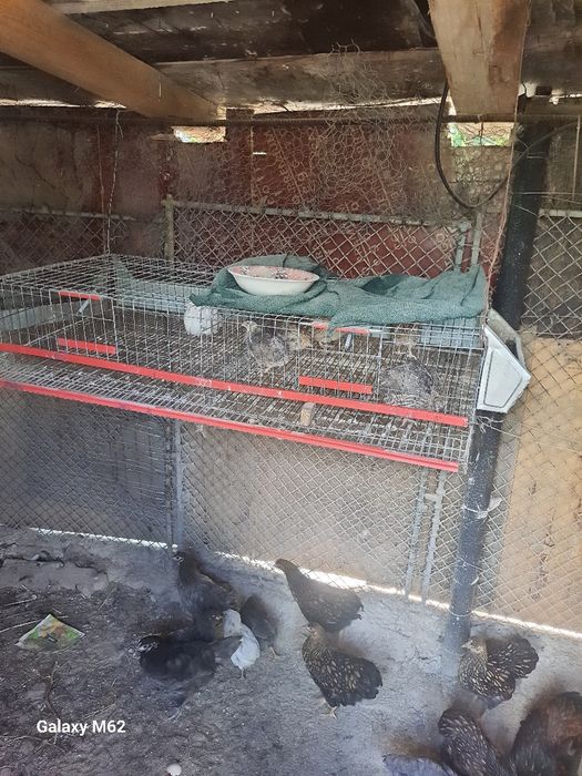 Cușcă prepelițe cu o familie 6