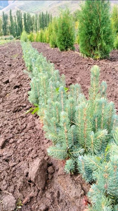 Голубая Ель сенсалари сотилади Селбериский нави Мовий оқ арча 3 йиллик