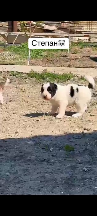 Щенок Алабай 4 месец