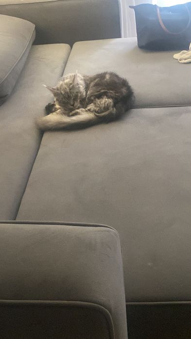 отдам кота 9 месяцев
