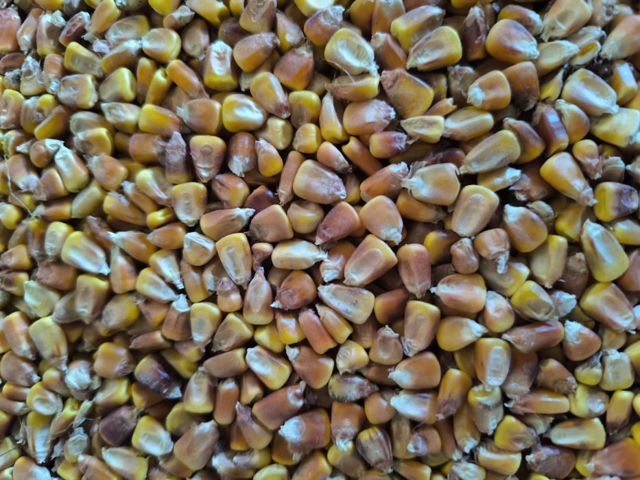 Vând porumb boabe