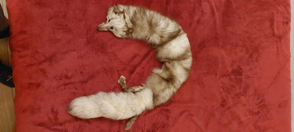 Vând guler vulpe polara