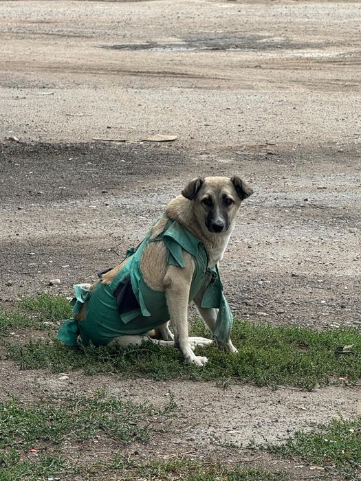 Отдам собачек в добрые руки