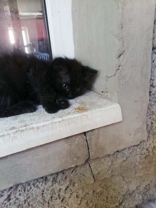 Отдам котят в хорошие руки