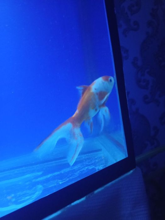 Rangli Kameta baliqlar