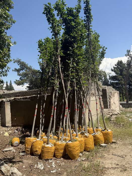 Чинор кучатлари таййор холатда аксия