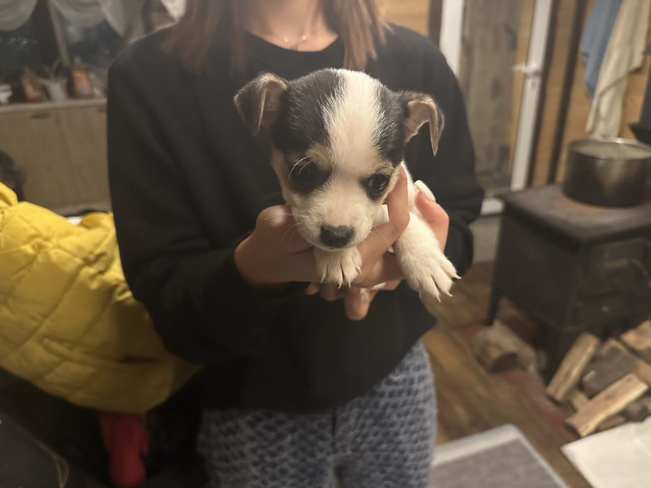 Продавам кученца Джак Ръсел