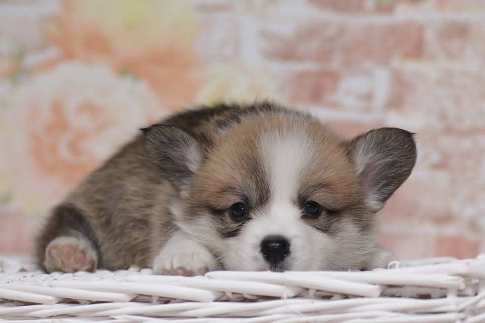 Корги щенки пемброк