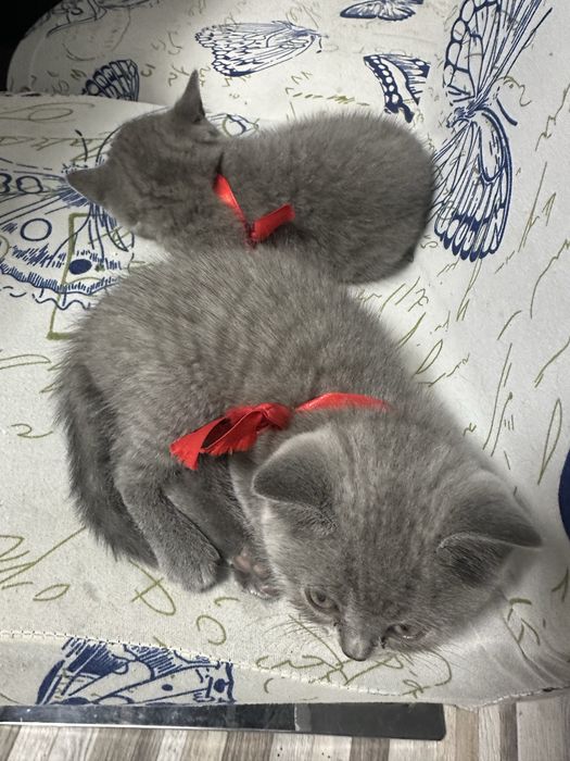 British Shorthair de vânzare – 5 ghemotoace de fericire caută personal!