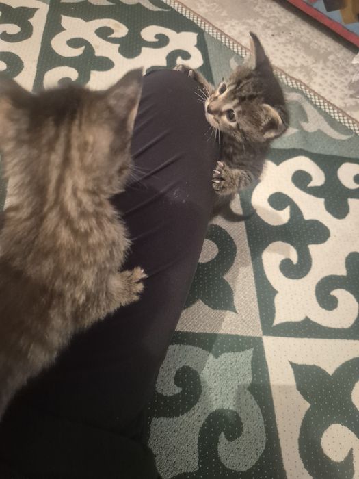 Отдам симпатичных котят