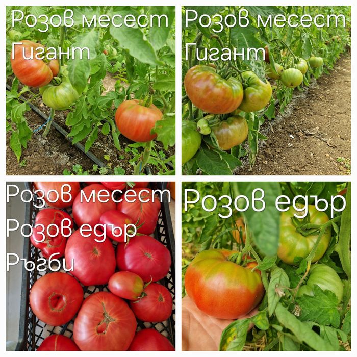 Семена стари сортове