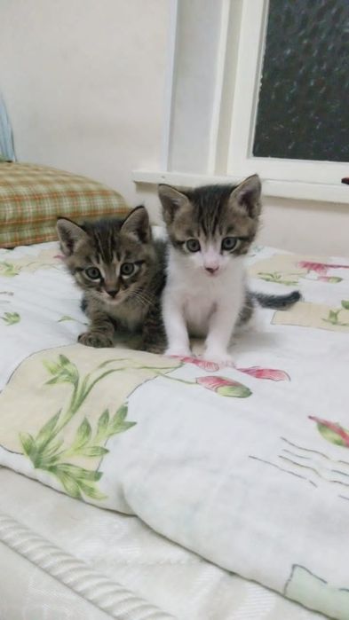 Отдам котят в добрые руки.