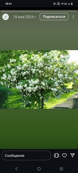 Ель сосна газон тополь