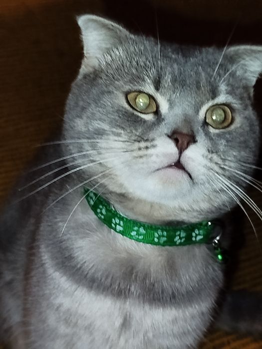 Шотланд Фолд эркак