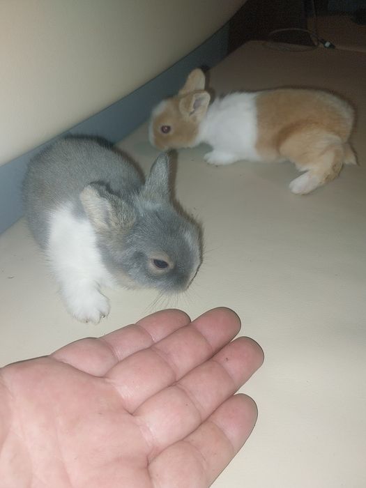 Pui iepurasi miniatura rasa pitica, nu cresc mari, POZE  REALE!