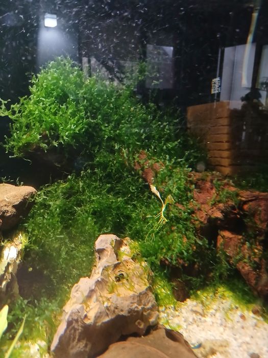 Moss mușchi acvariu creveti shrimp
