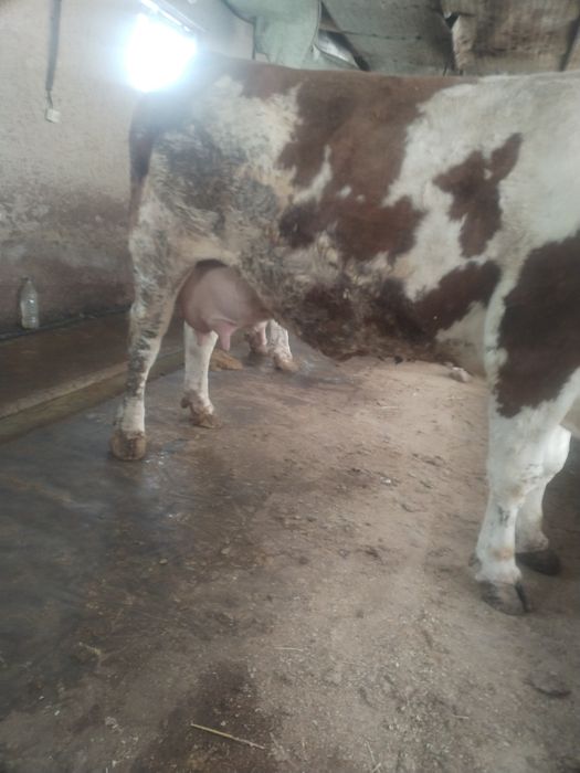 Semintal sigir toza qonli 2 tuggan   suti bor 25 letr  sotladi