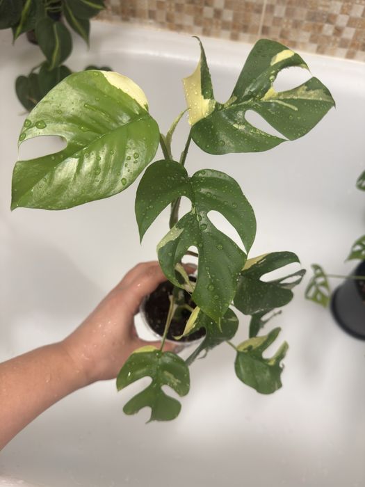 Растения разные