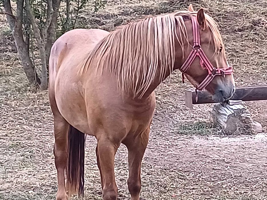 Vand juninci si o iapă