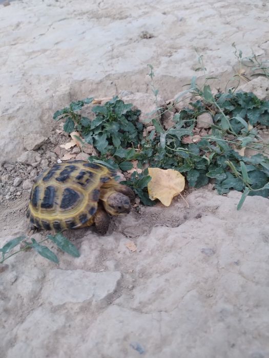 Toshbaqa sotlad прадаётса черепаха