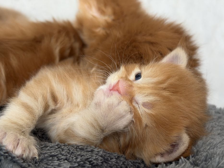 Котенок мейн кун бронь