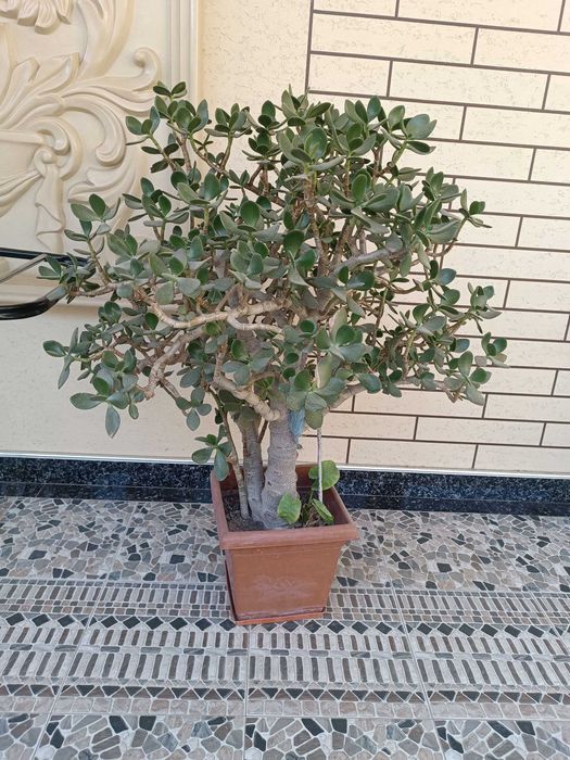 Гуллар. Хонаки гуллар сотилади арзонга