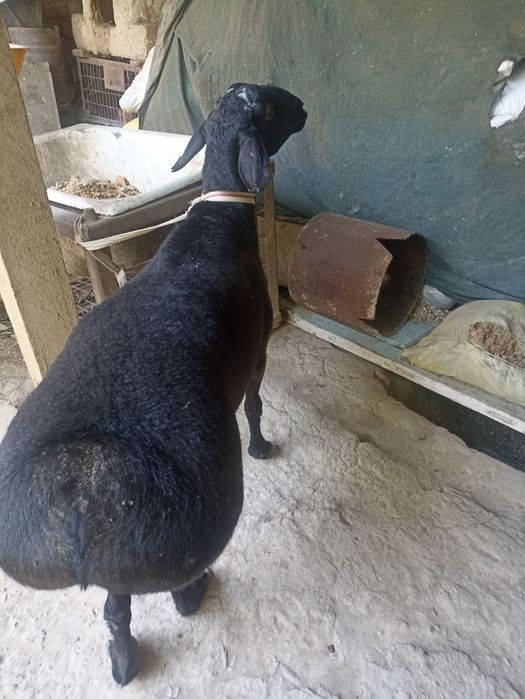 Qurbonlikka Qoʻchqorlar sotiladi