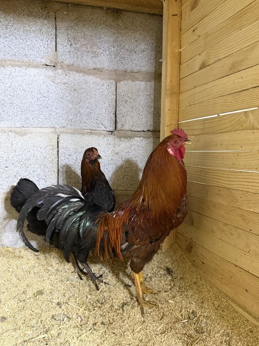 продам пару карликов