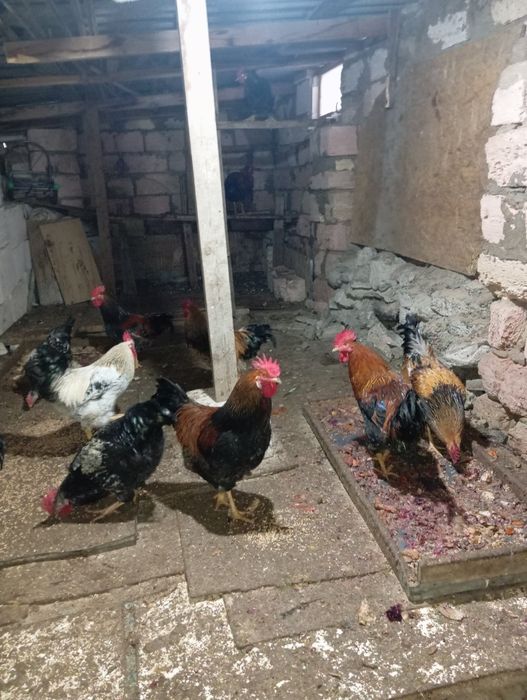 Продаю молодых петухов 6000тг