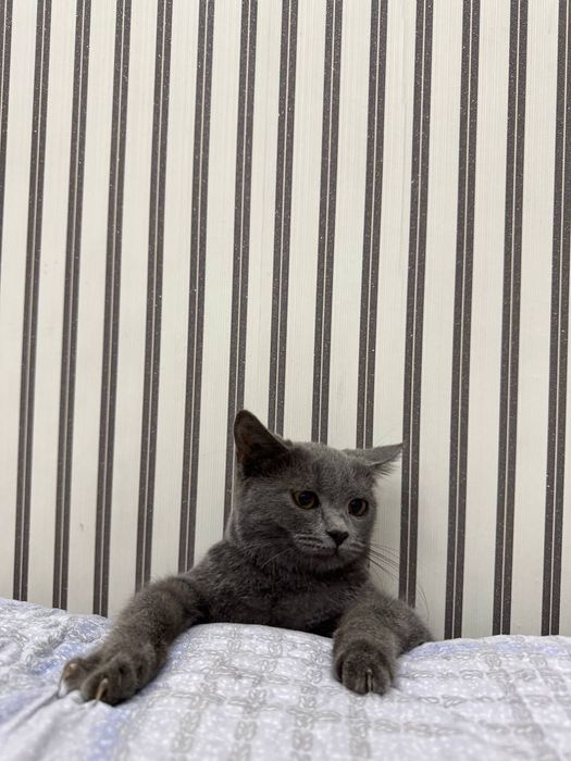 Britan strayt sotiladi