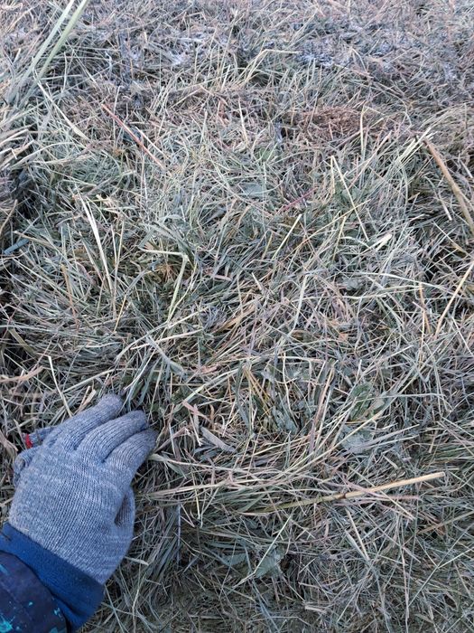 Продам сено в тюках