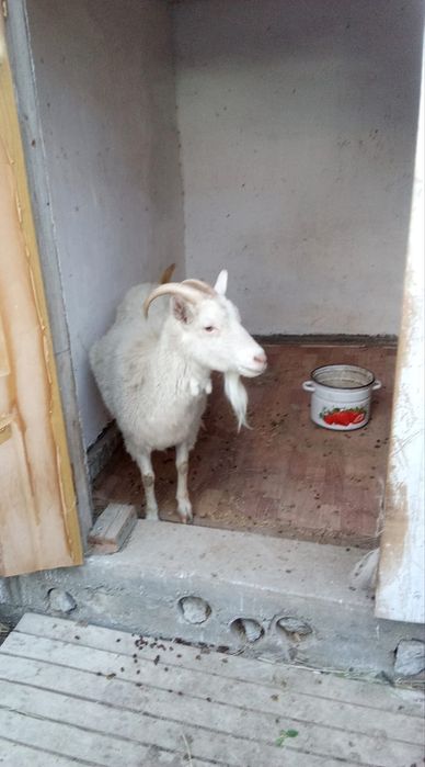 Ешкі орыс сатылады