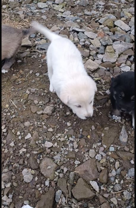 Catei de donat din malinois