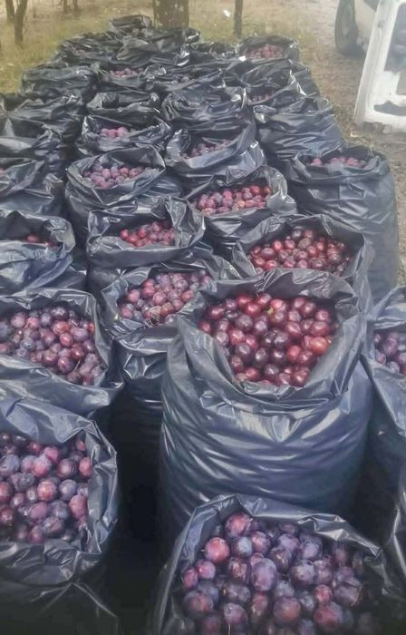 Vănd Prune pentru țuica