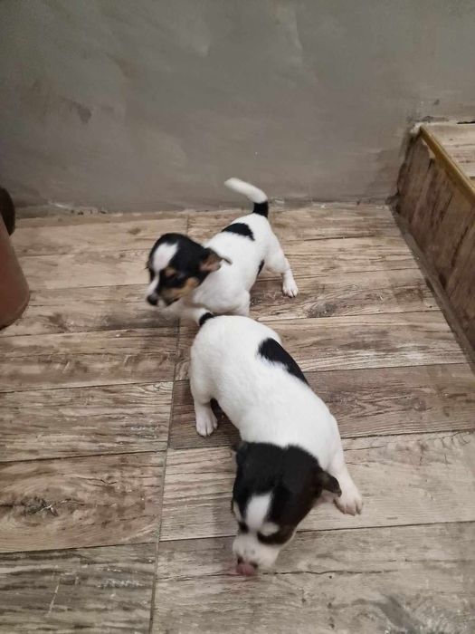 Мини Джак Ръсели