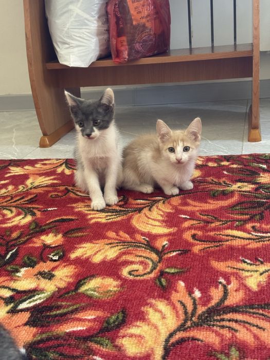 Котята в добрые руки