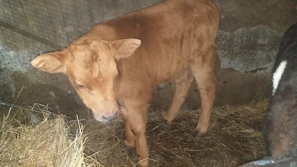 Продам теленка и телку