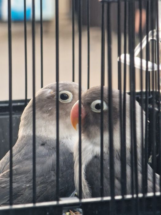 Неразлучники Фишеры