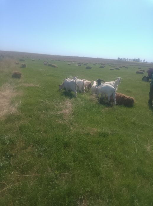 Iezi de  rasă vânzare  .