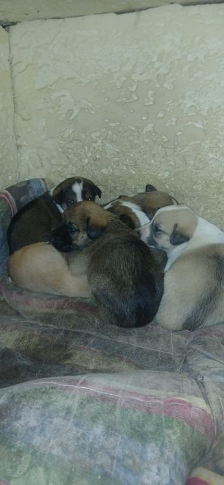 отдам щенков  бесплатно