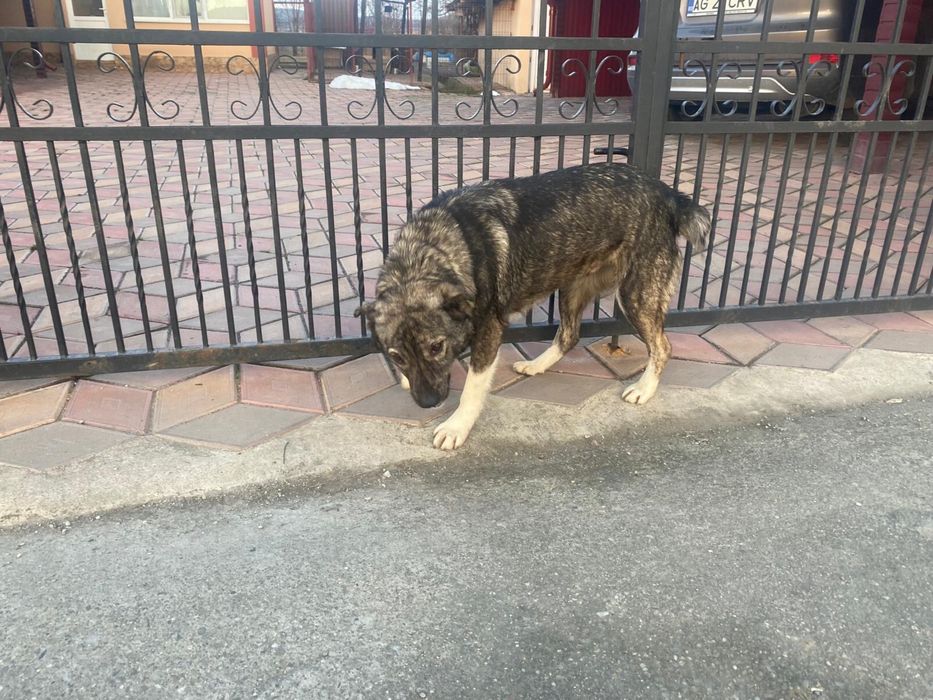 Donez catelusa metis sterilizata