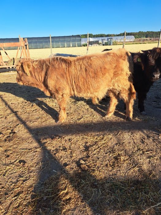 Highland Scotian