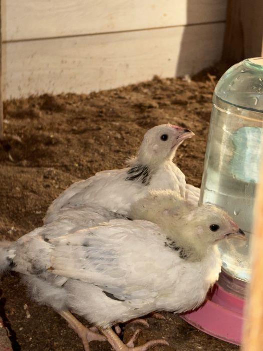 Адлер балапан 1 айлык