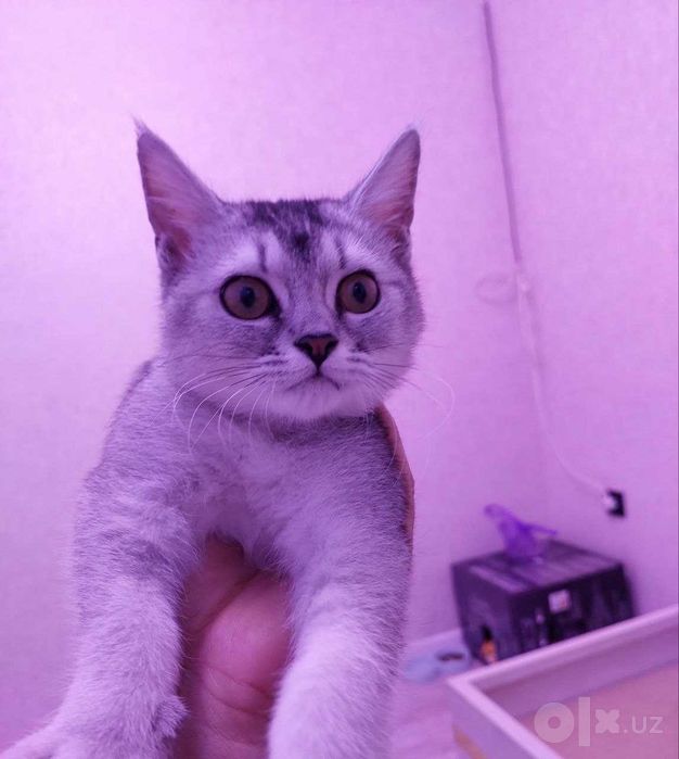 Котёнок мушукча Mushukcha