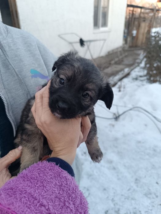 Веселые щеночки-звоночки