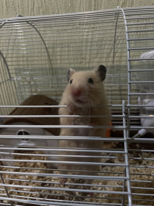 Продается сирийский хомячок — девочка