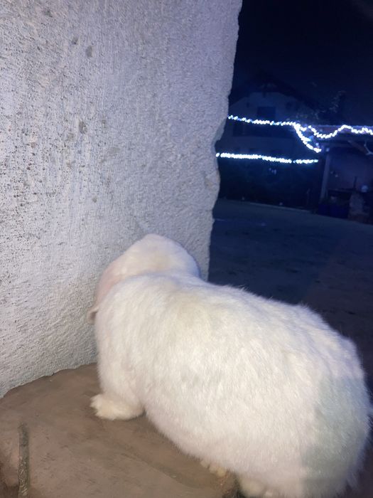 Vand iepurita berbec german