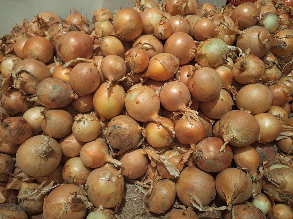 Продам лук сухой