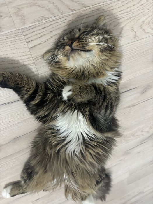 Отдаю котенка 9 месяцев